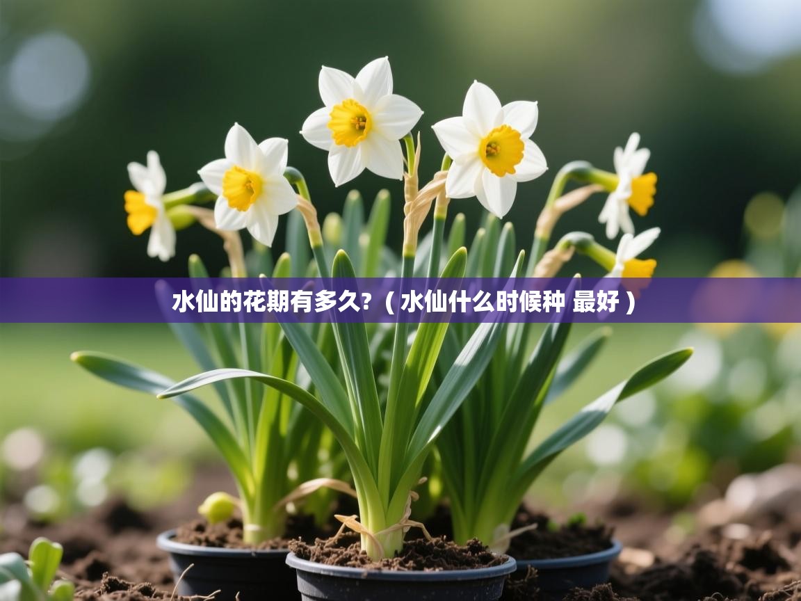 详细阅读: 水仙的花期有多久?  ( 水仙什么时候种 最好 )  水仙的花期有多久?  ( 水仙什么时候种 最好 )