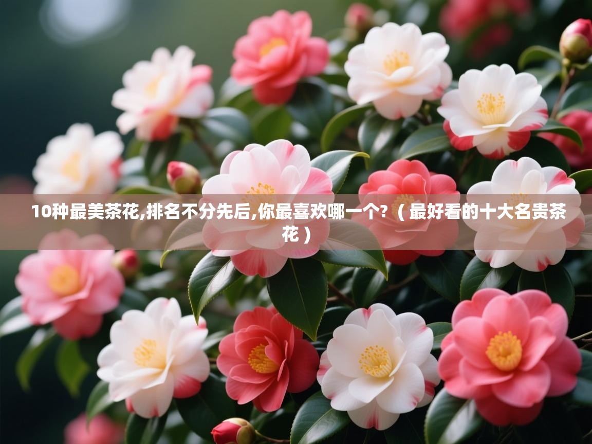  10种最美茶花,排名不分先后,你最喜欢哪一个?  ( 最好看的十大名贵茶花 )