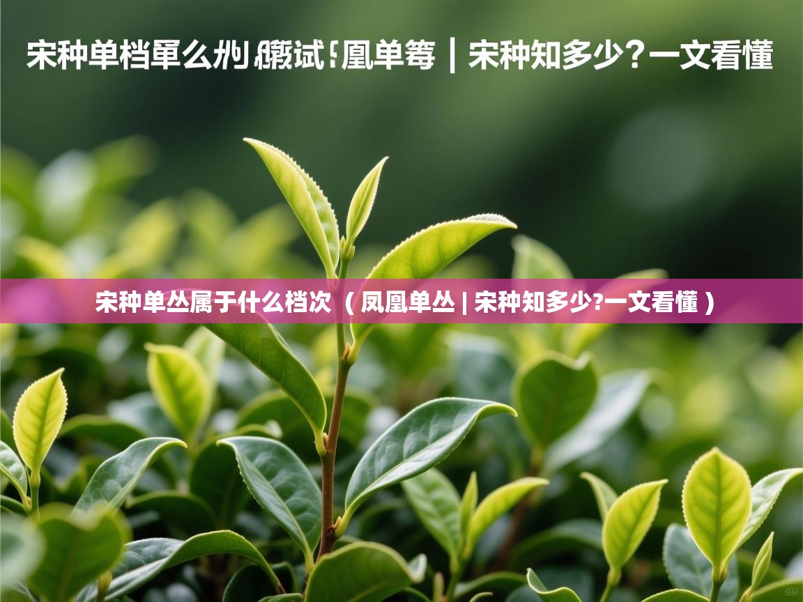 宋种单丛属于什么档次  ( 凤凰单丛 | 宋种知多少?一文看懂 )  宋种单丛属于什么档次  ( 凤凰单丛 | 宋种知多少?一文看懂 )