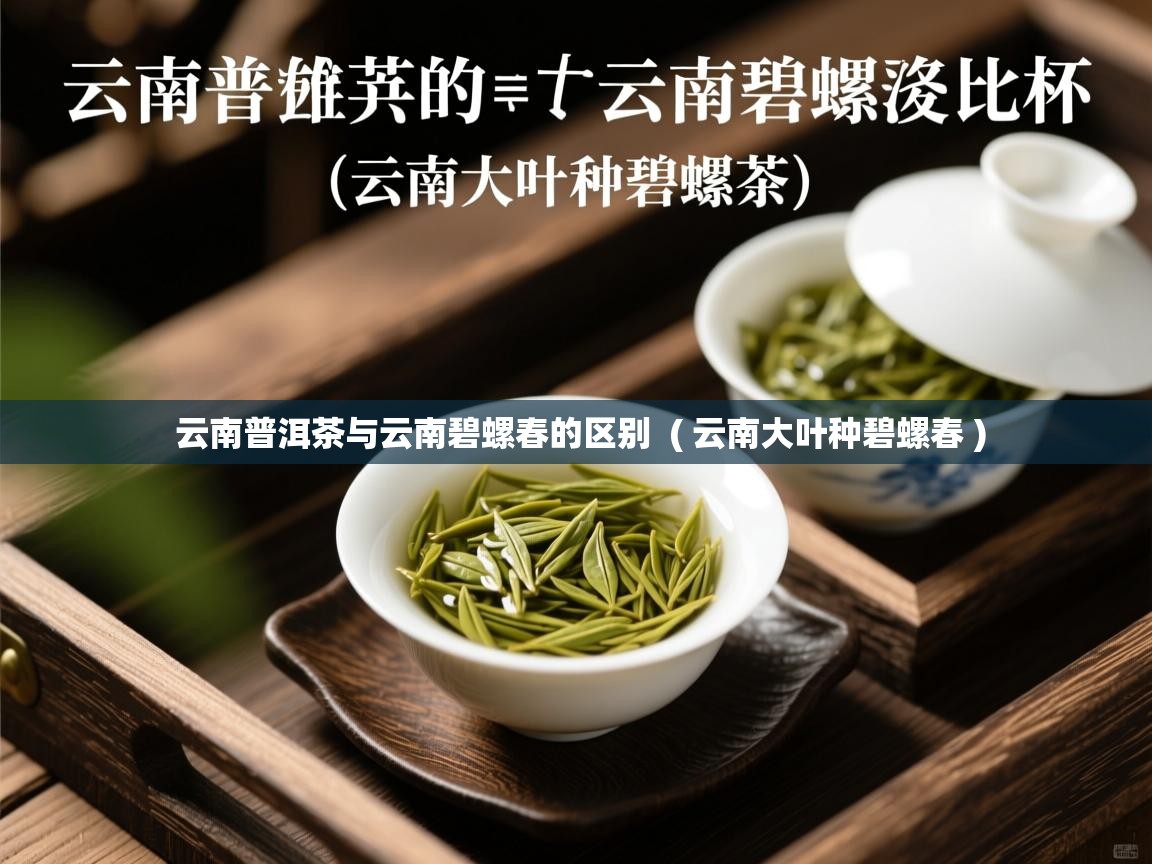 云南普洱茶与云南碧螺春的区别  ( 云南大叶种碧螺春 )  云南普洱茶与云南碧螺春的区别  ( 云南大叶种碧螺春 )