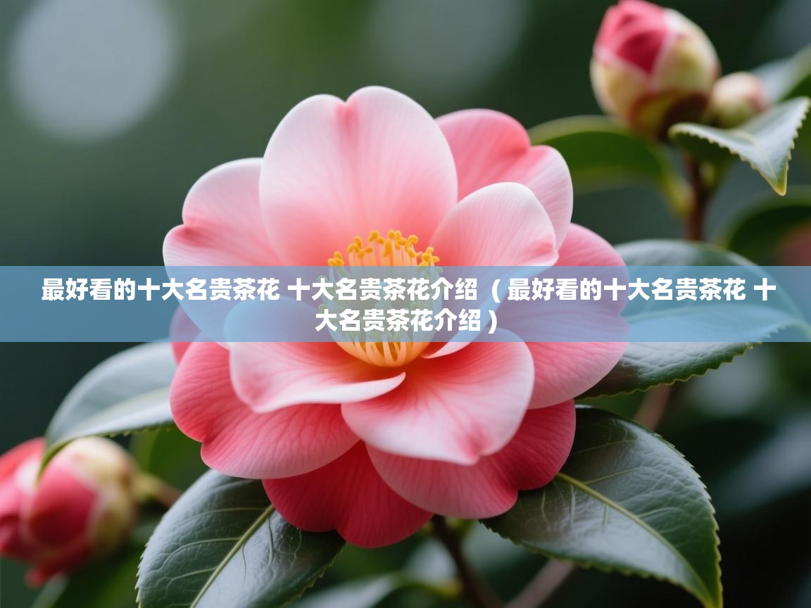 最好看的十大名贵茶花 十大名贵茶花介绍  ( 最好看的十大名贵茶花 十大名贵茶花介绍 )  最好看的十大名贵茶花 十大名贵茶花介绍  ( 最好看的十大名贵茶花 十大名贵茶花介绍 )