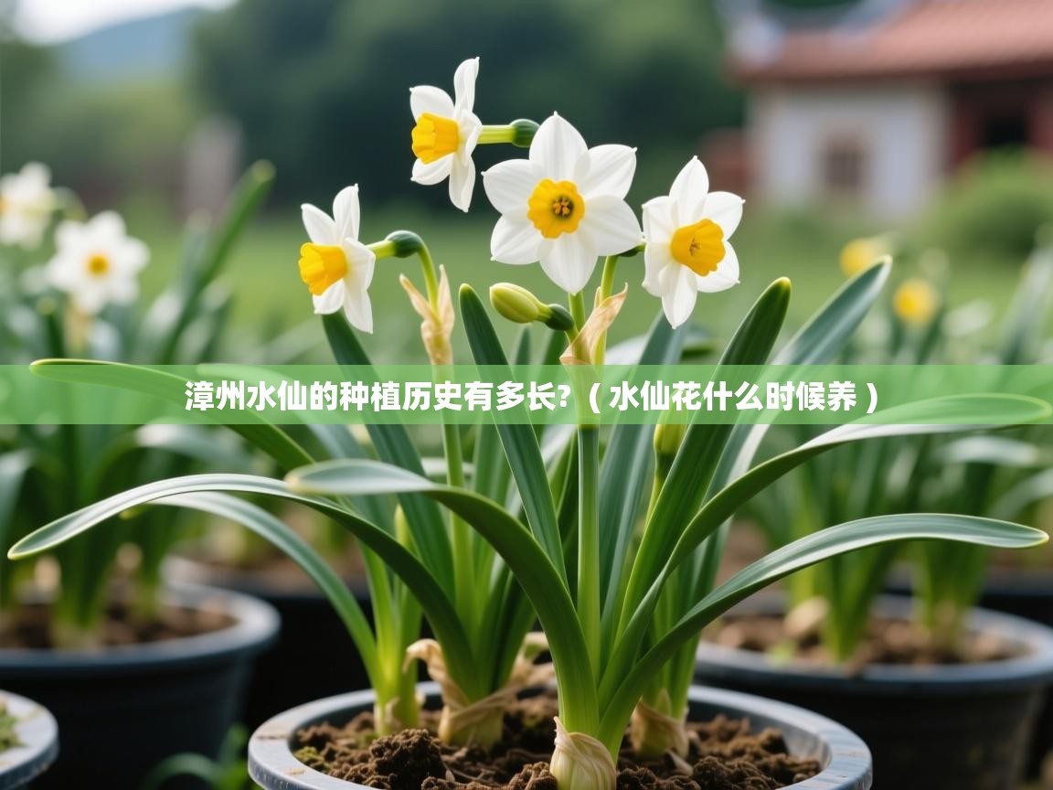 漳州水仙的种植历史有多长?  ( 水仙花什么时候养 )  漳州水仙的种植历史有多长?  ( 水仙花什么时候养 )