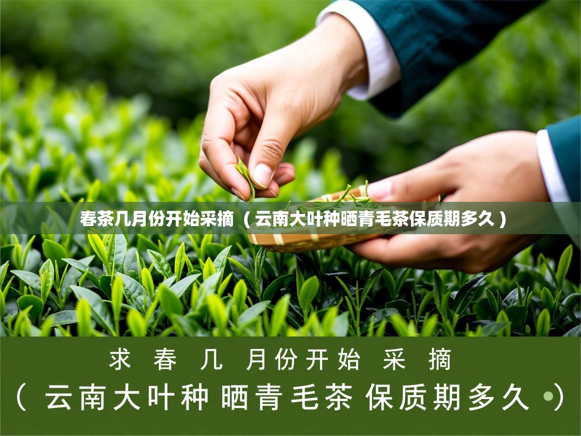 春茶几月份开始采摘  ( 云南大叶种晒青毛茶保质期多久 )  春茶几月份开始采摘  ( 云南大叶种晒青毛茶保质期多久 )