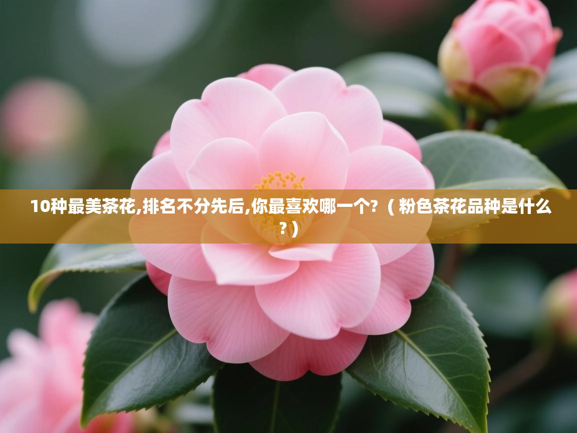 10种最美茶花,排名不分先后,你最喜欢哪一个?  ( 粉色茶花品种是什么? )  10种最美茶花,排名不分先后,你最喜欢哪一个?  ( 粉色茶花品种是什么? )
