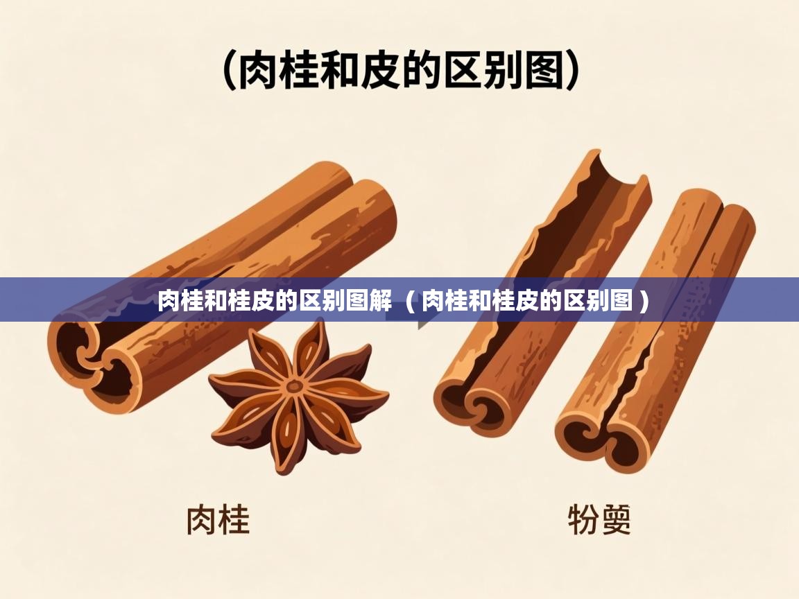  肉桂和桂皮的区别图解  ( 肉桂和桂皮的区别图 )