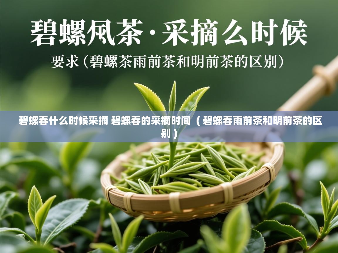 碧螺春什么时候采摘 碧螺春的采摘时间  ( 碧螺春雨前茶和明前茶的区别 )  碧螺春什么时候采摘 碧螺春的采摘时间  ( 碧螺春雨前茶和明前茶的区别 )