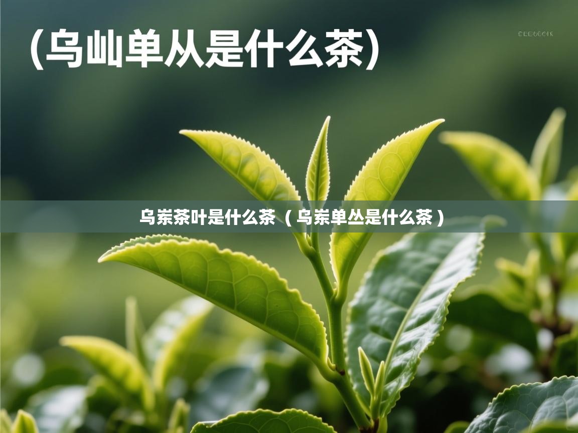 乌岽茶叶是什么茶  ( 乌岽单丛是什么茶 )  乌岽茶叶是什么茶  ( 乌岽单丛是什么茶 )