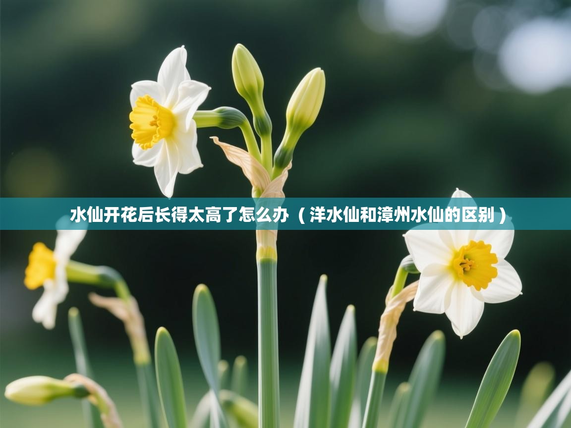 水仙开花后长得太高了怎么办  ( 洋水仙和漳州水仙的区别 )  水仙开花后长得太高了怎么办  ( 洋水仙和漳州水仙的区别 )