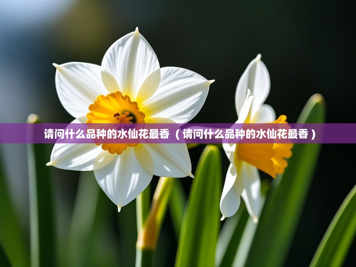 请问什么品种的水仙花最香  ( 请问什么品种的水仙花最香 )  请问什么品种的水仙花最香  ( 请问什么品种的水仙花最香 )