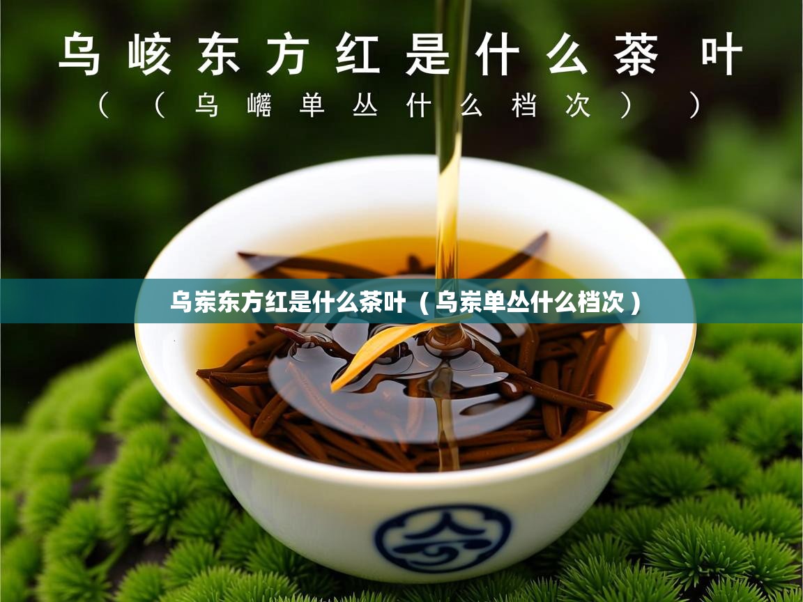 乌岽东方红是什么茶叶  ( 乌岽单丛什么档次 )  乌岽东方红是什么茶叶  ( 乌岽单丛什么档次 )