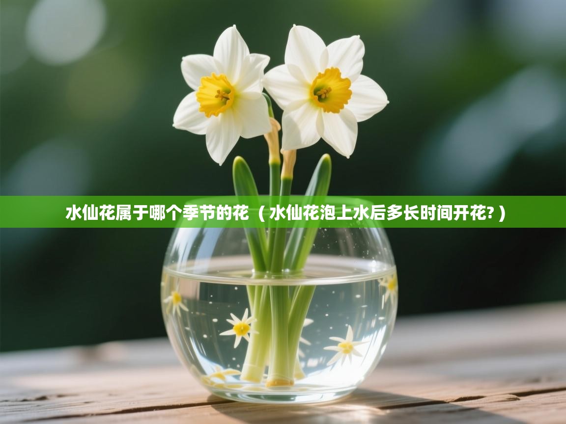 水仙花属于哪个季节的花  ( 水仙花泡上水后多长时间开花? )  水仙花属于哪个季节的花  ( 水仙花泡上水后多长时间开花? )