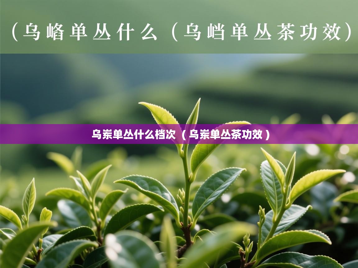  乌岽单丛什么档次  ( 乌岽单丛茶功效 )