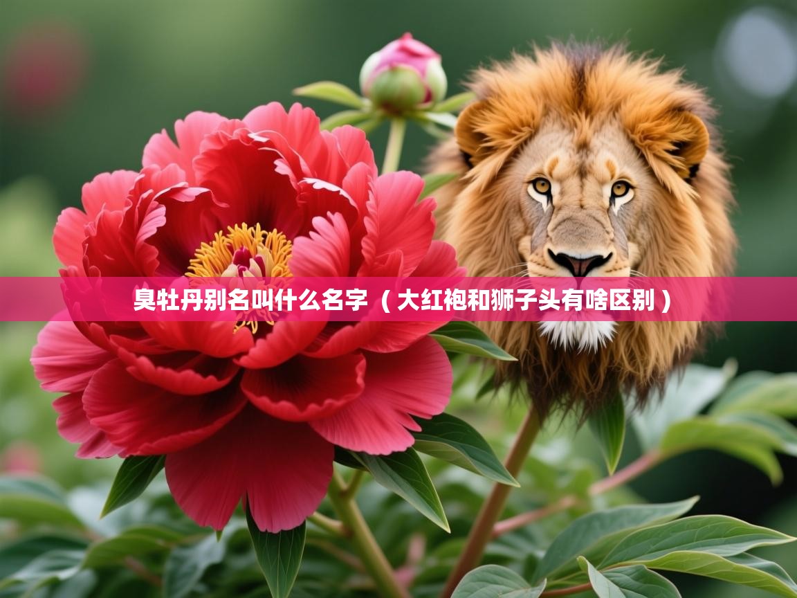 臭牡丹别名叫什么名字  ( 大红袍和狮子头有啥区别 )  臭牡丹别名叫什么名字  ( 大红袍和狮子头有啥区别 )