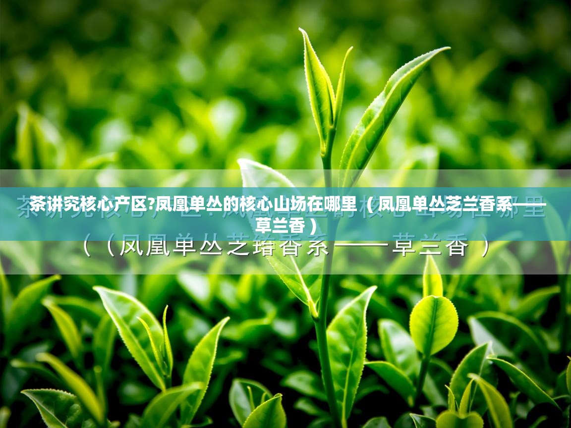 茶讲究核心产区?凤凰单丛的核心山场在哪里  ( 凤凰单丛芝兰香系——草兰香 )  茶讲究核心产区?凤凰单丛的核心山场在哪里  ( 凤凰单丛芝兰香系——草兰香 )