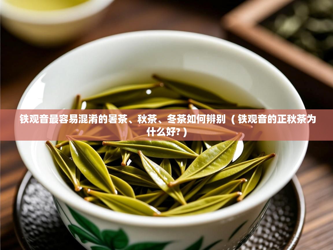 铁观音最容易混淆的暑茶、秋茶、冬茶如何辨别  ( 铁观音的正秋茶为什么好? )  铁观音最容易混淆的暑茶、秋茶、冬茶如何辨别  ( 铁观音的正秋茶为什么好? )