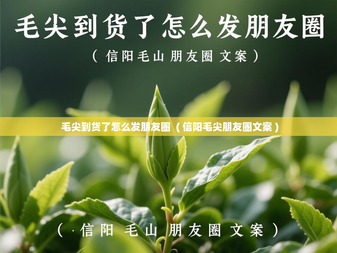 毛尖到货了怎么发朋友圈  ( 信阳毛尖朋友圈文案 )  毛尖到货了怎么发朋友圈  ( 信阳毛尖朋友圈文案 )