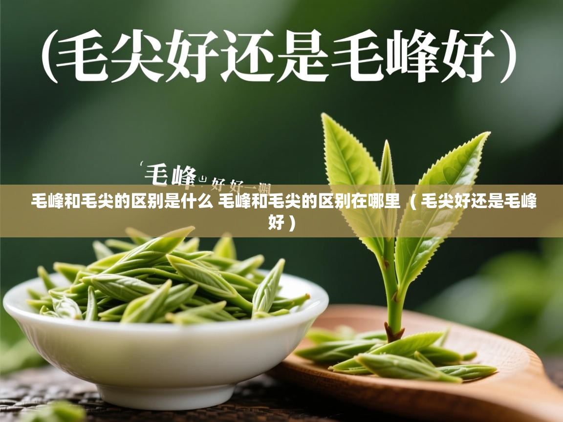 毛峰和毛尖的区别是什么 毛峰和毛尖的区别在哪里  ( 毛尖好还是毛峰好 )  毛峰和毛尖的区别是什么 毛峰和毛尖的区别在哪里  ( 毛尖好还是毛峰好 )