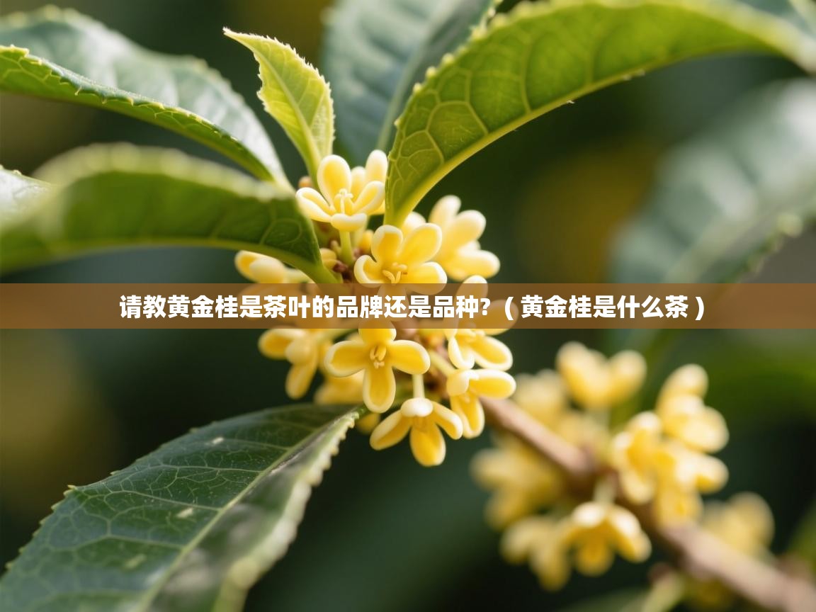  请教黄金桂是茶叶的品牌还是品种?  ( 黄金桂是什么茶 )