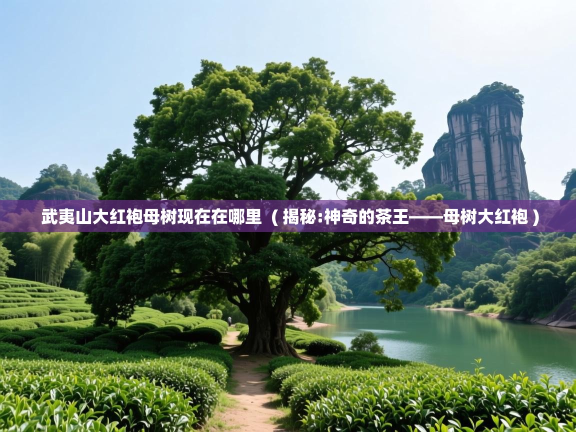  武夷山大红袍母树现在在哪里  ( 揭秘:神奇的茶王——母树大红袍 )