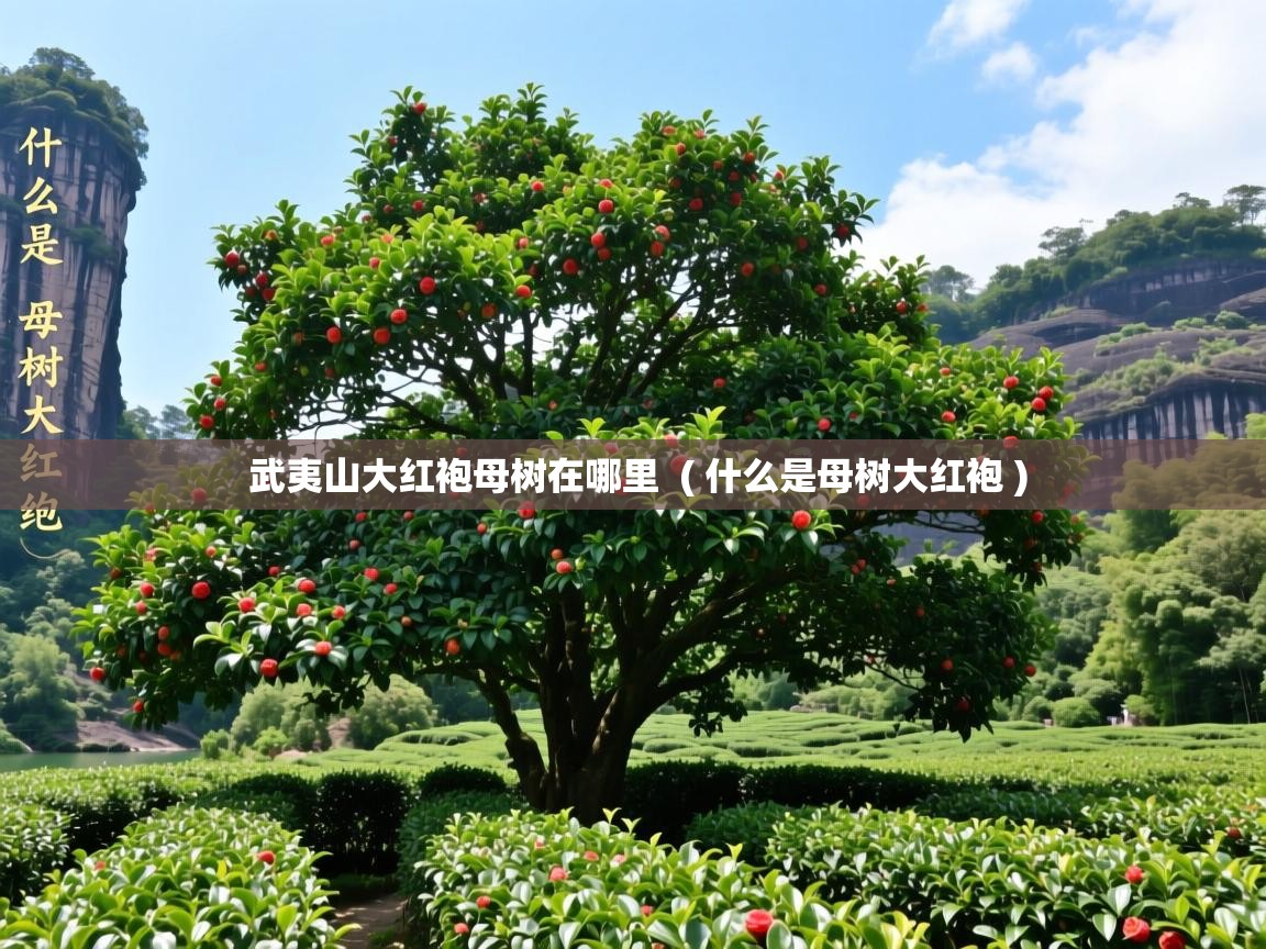  武夷山大红袍母树在哪里  ( 什么是母树大红袍 )
