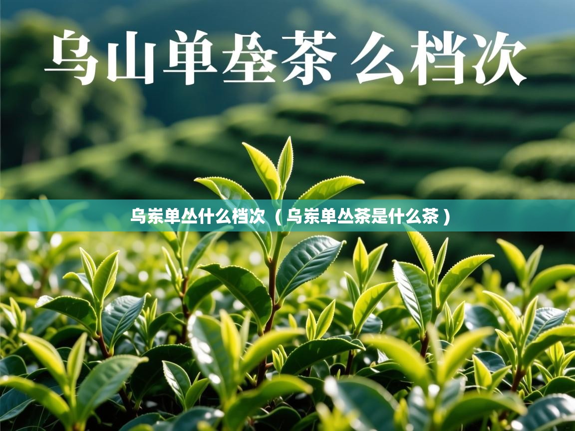  乌岽单丛什么档次  ( 乌岽单丛茶是什么茶 )