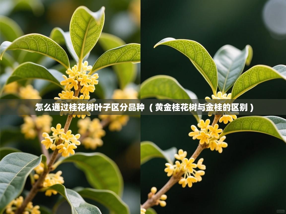  怎么通过桂花树叶子区分品种  ( 黄金桂花树与金桂的区别 )