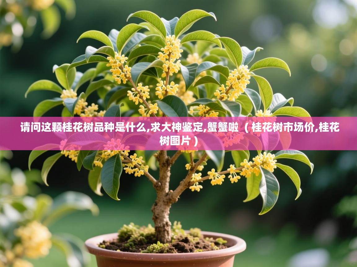  请问这颗桂花树品种是什么,求大神鉴定,蟹蟹啦  ( 桂花树市场价,桂花树图片 )