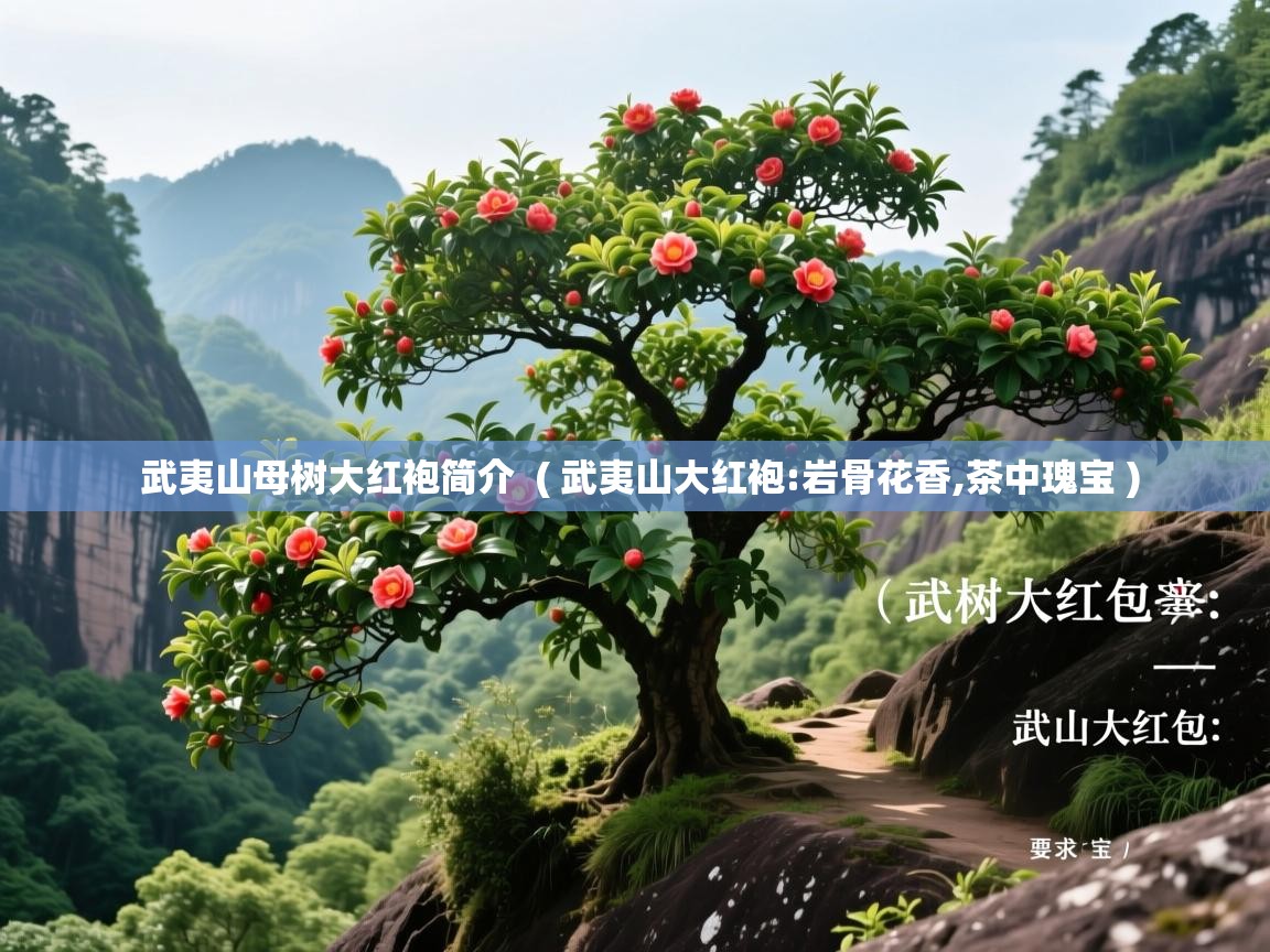 武夷山母树大红袍简介  ( 武夷山大红袍:岩骨花香,茶中瑰宝 )  武夷山母树大红袍简介  ( 武夷山大红袍:岩骨花香,茶中瑰宝 )