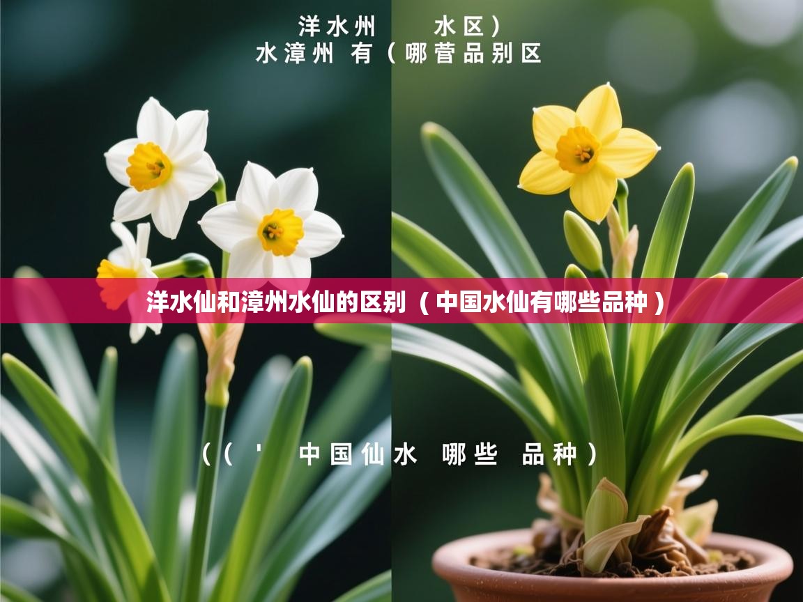 洋水仙和漳州水仙的区别  ( 中国水仙有哪些品种 )  洋水仙和漳州水仙的区别  ( 中国水仙有哪些品种 )