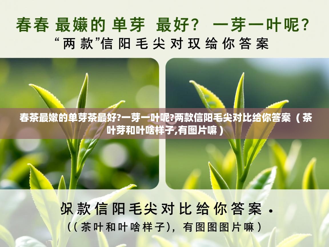 春茶最嫩的单芽茶最好?一芽一叶呢?两款信阳毛尖对比给你答案  ( 茶叶芽和叶啥样子,有图片嘛 )  春茶最嫩的单芽茶最好?一芽一叶呢?两款信阳毛尖对比给你答案  ( 茶叶芽和叶啥样子,有图片嘛 )