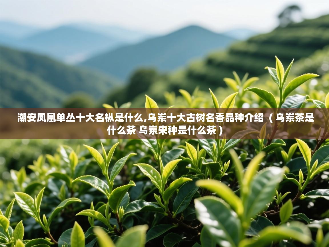  潮安凤凰单丛十大名枞是什么,乌岽十大古树名香品种介绍  ( 乌岽茶是什么茶 乌岽宋种是什么茶 )