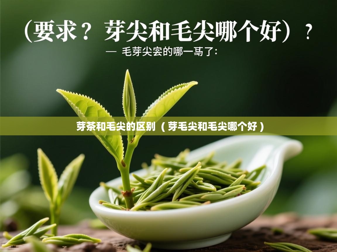 芽茶和毛尖的区别  ( 芽毛尖和毛尖哪个好 )  芽茶和毛尖的区别  ( 芽毛尖和毛尖哪个好 )