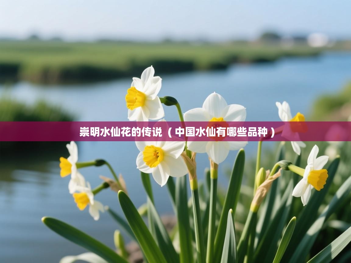 崇明水仙花的传说  ( 中国水仙有哪些品种 )  崇明水仙花的传说  ( 中国水仙有哪些品种 )