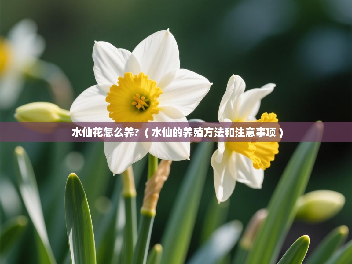 水仙花怎么养?  ( 水仙的养殖方法和注意事项 )  水仙花怎么养?  ( 水仙的养殖方法和注意事项 )