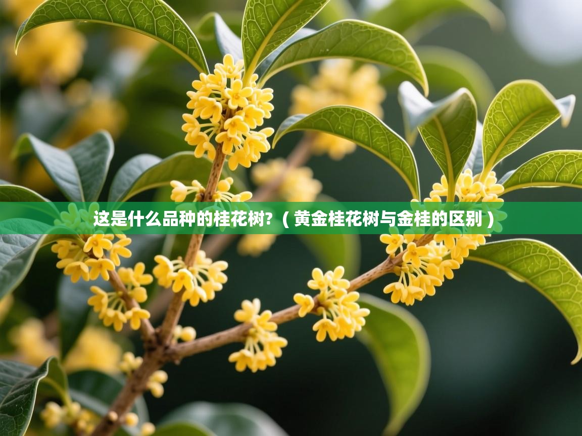  这是什么品种的桂花树?  ( 黄金桂花树与金桂的区别 )