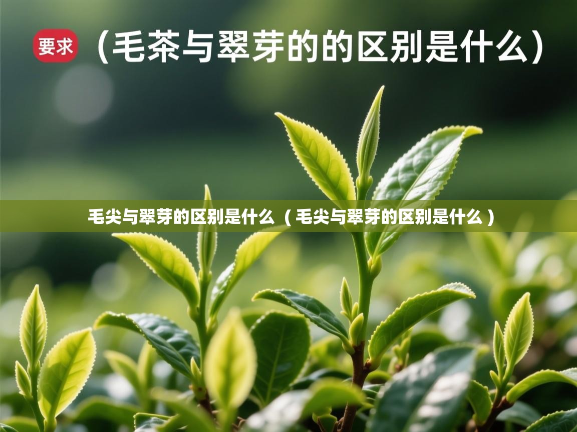 毛尖与翠芽的区别是什么  ( 毛尖与翠芽的区别是什么 )  毛尖与翠芽的区别是什么  ( 毛尖与翠芽的区别是什么 )