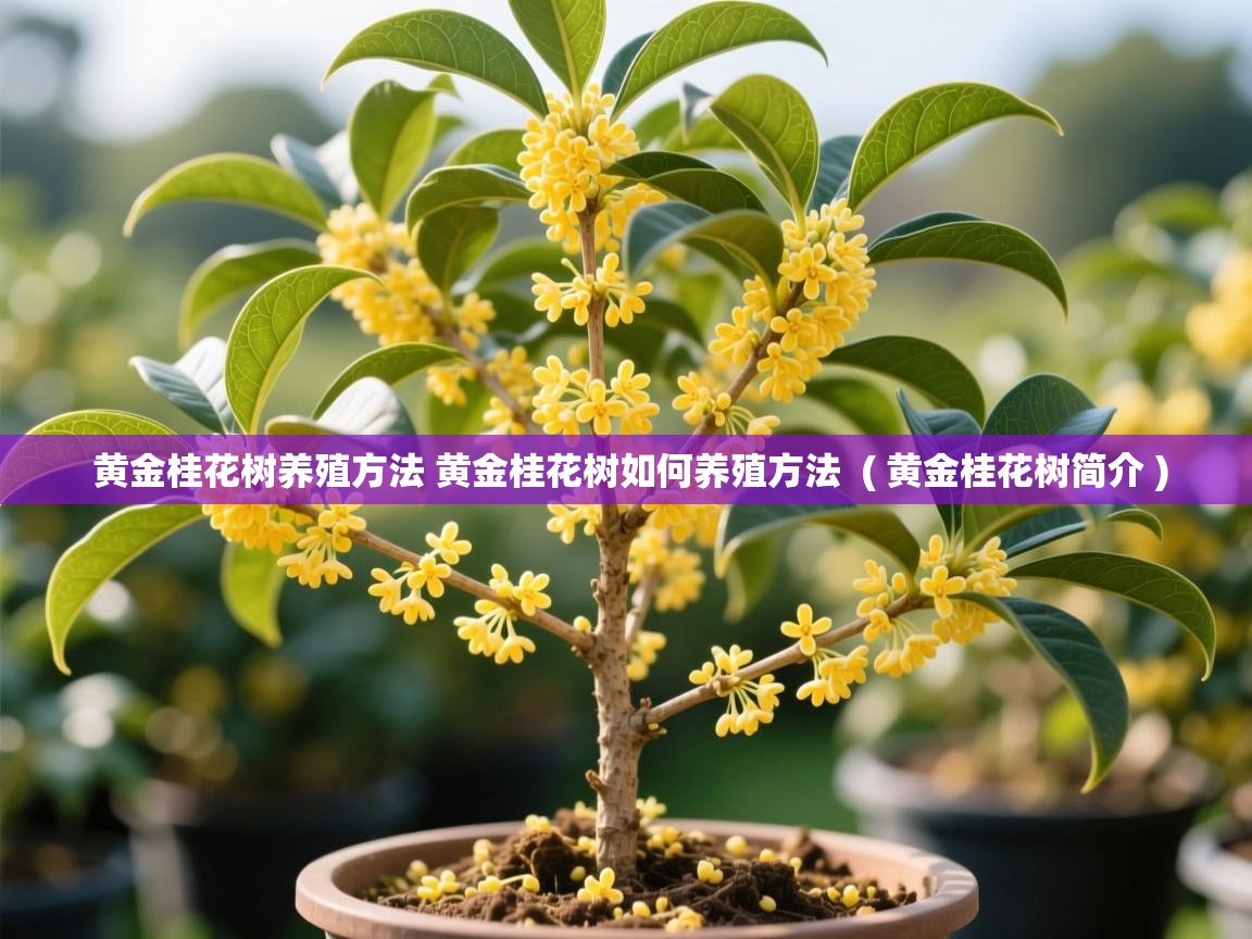  黄金桂花树养殖方法 黄金桂花树如何养殖方法  ( 黄金桂花树简介 )