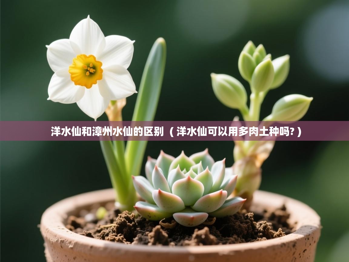 洋水仙和漳州水仙的区别  ( 洋水仙可以用多肉土种吗? )  洋水仙和漳州水仙的区别  ( 洋水仙可以用多肉土种吗? )