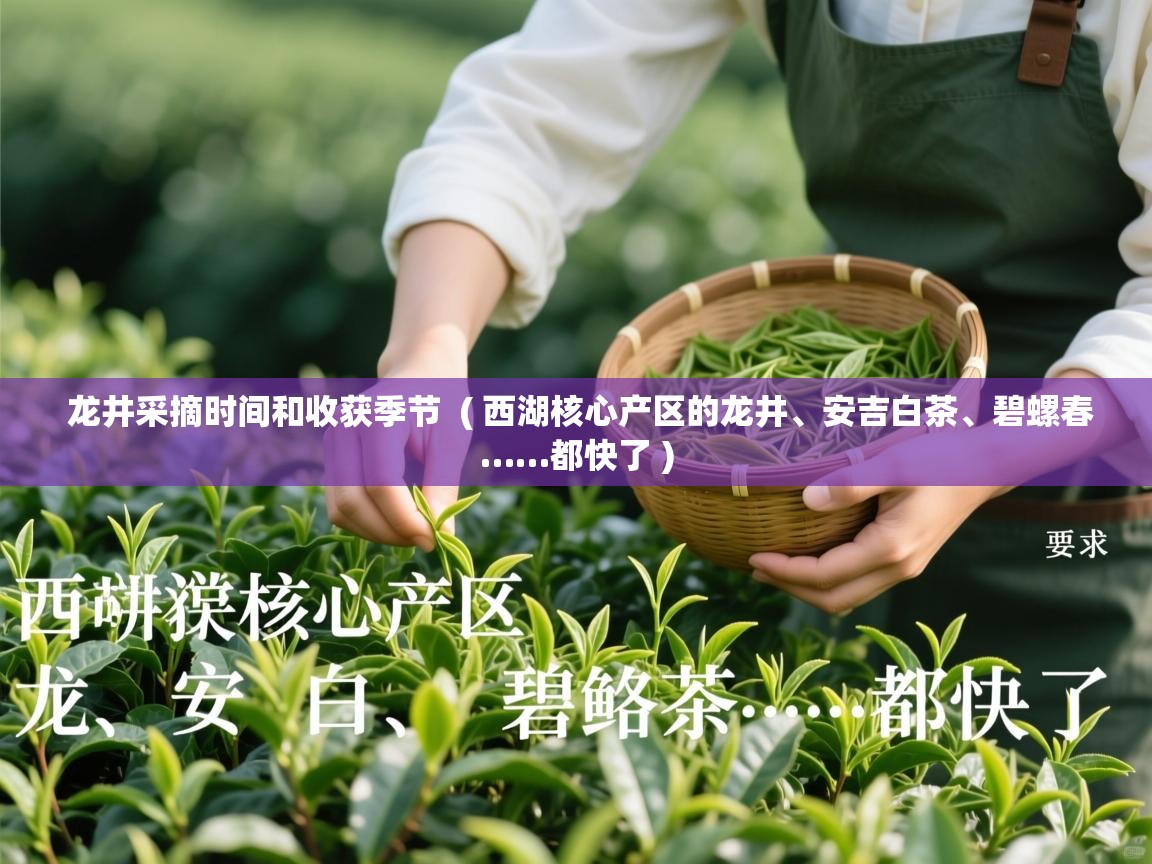 龙井采摘时间和收获季节  ( 西湖核心产区的龙井、安吉白茶、碧螺春……都快了 )  龙井采摘时间和收获季节  ( 西湖核心产区的龙井、安吉白茶、碧螺春……都快了 )