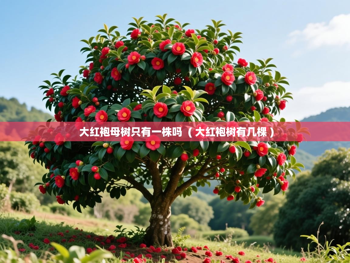  大红袍母树只有一株吗  ( 大红袍树有几棵 )