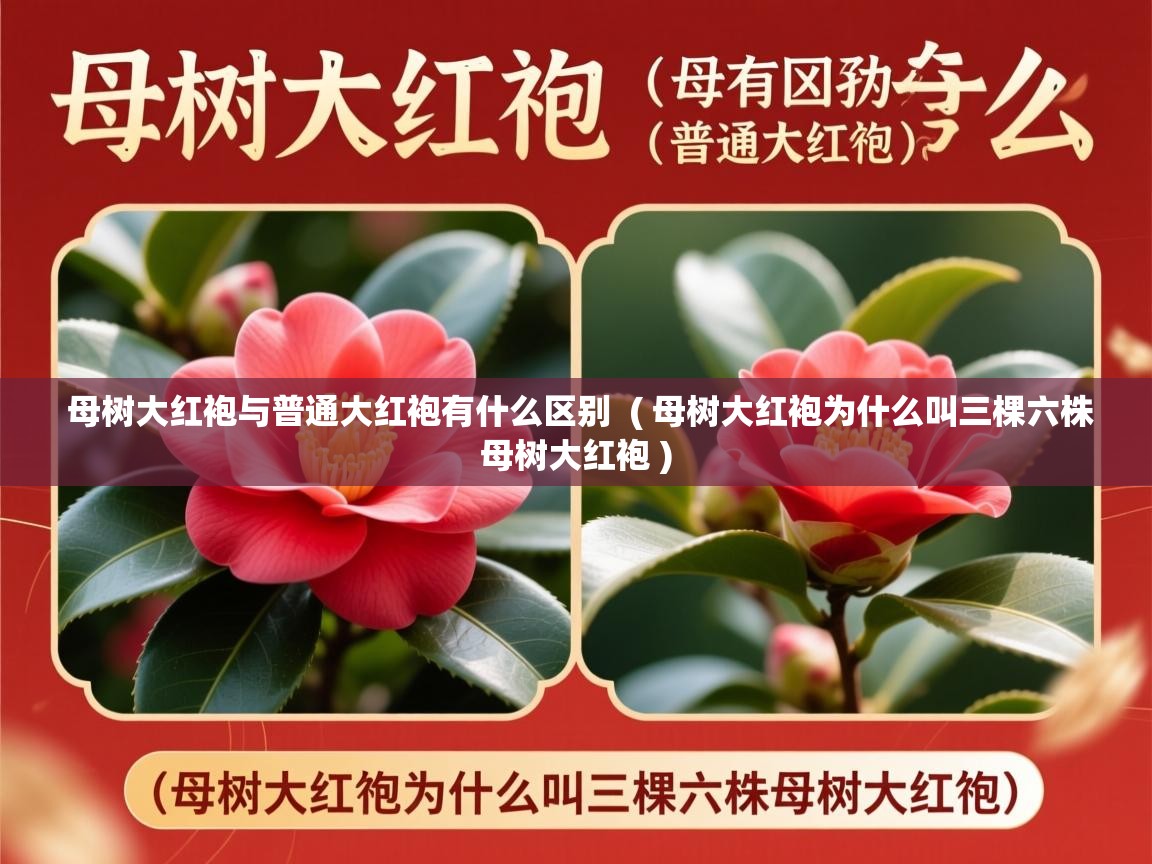 详细阅读: 母树大红袍与普通大红袍有什么区别  ( 母树大红袍为什么叫三棵六株母树大红袍 )  母树大红袍与普通大红袍有什么区别  ( 母树大红袍为什么叫三棵六株母树大红袍 )