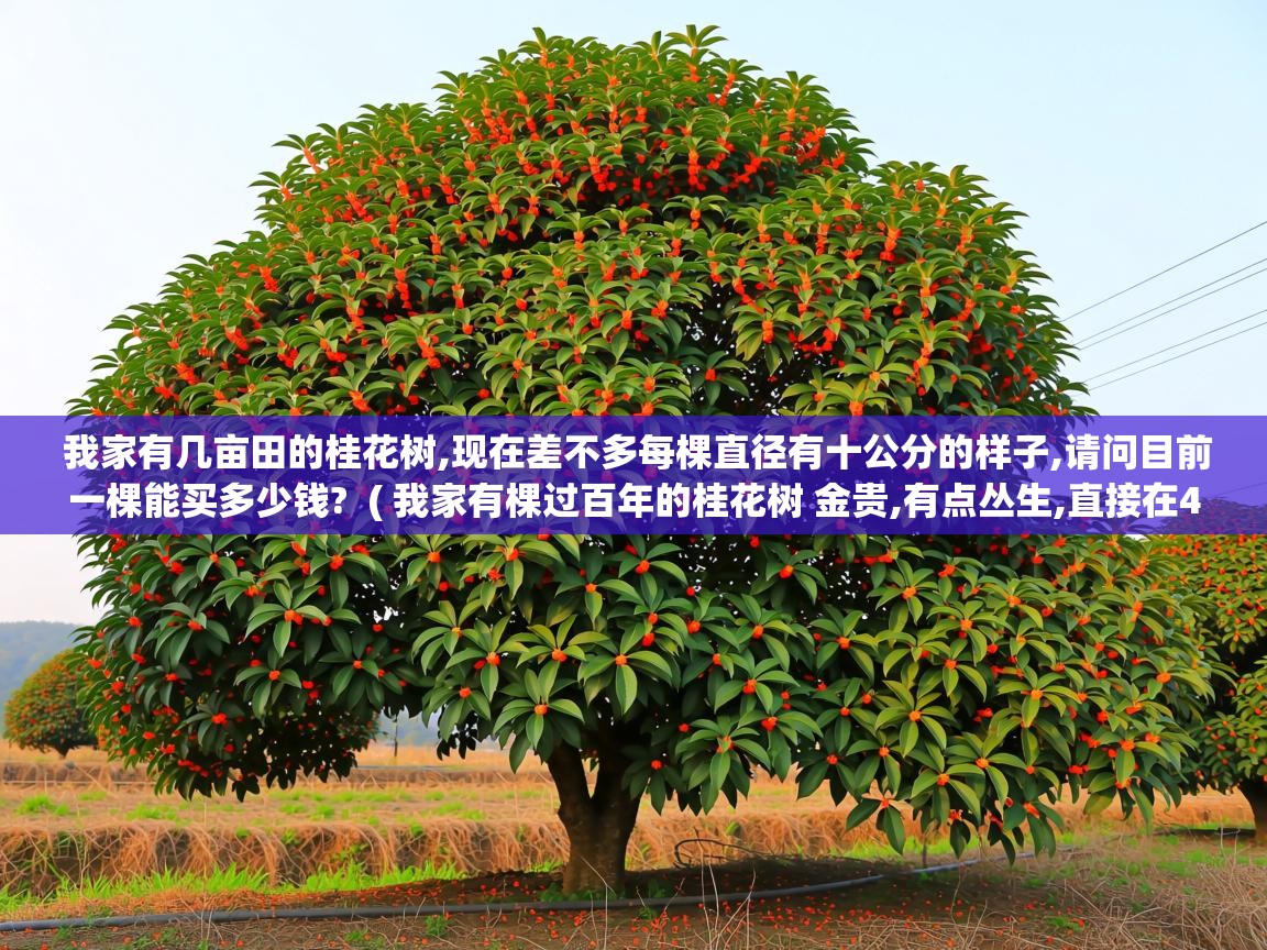  我家有几亩田的桂花树,现在差不多每棵直径有十公分的样子,请问目前一棵能买多少钱?  ( 我家有棵过百年的桂花树 金贵,有点丛生,直接在40公分左右,比较大 现在有什么价格 )