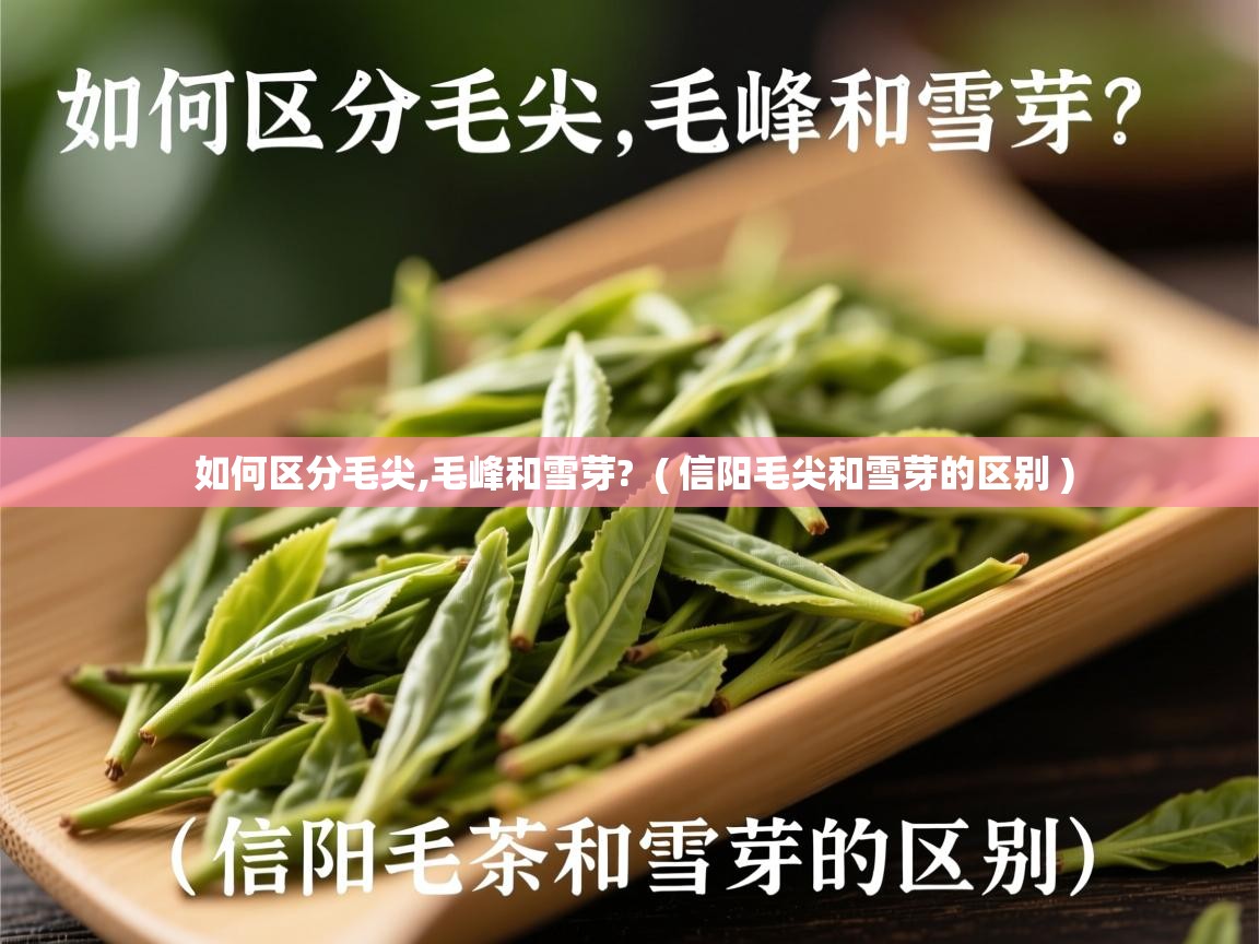 如何区分毛尖,毛峰和雪芽?  ( 信阳毛尖和雪芽的区别 )  如何区分毛尖,毛峰和雪芽?  ( 信阳毛尖和雪芽的区别 )