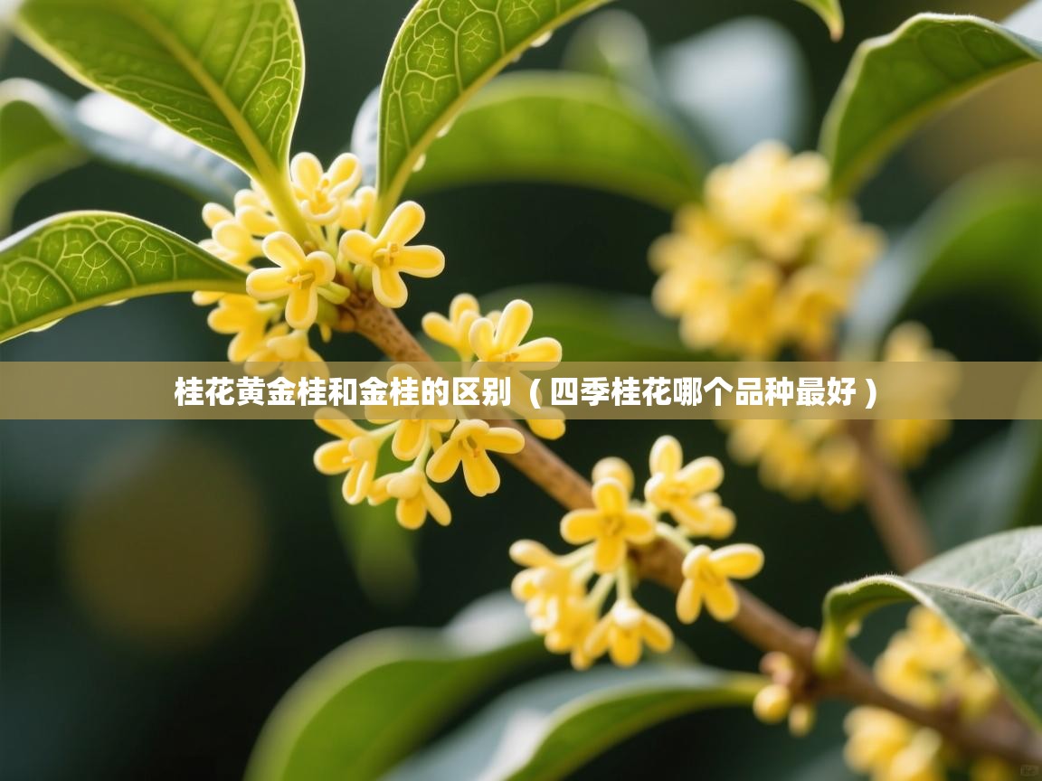  桂花黄金桂和金桂的区别  ( 四季桂花哪个品种最好 )