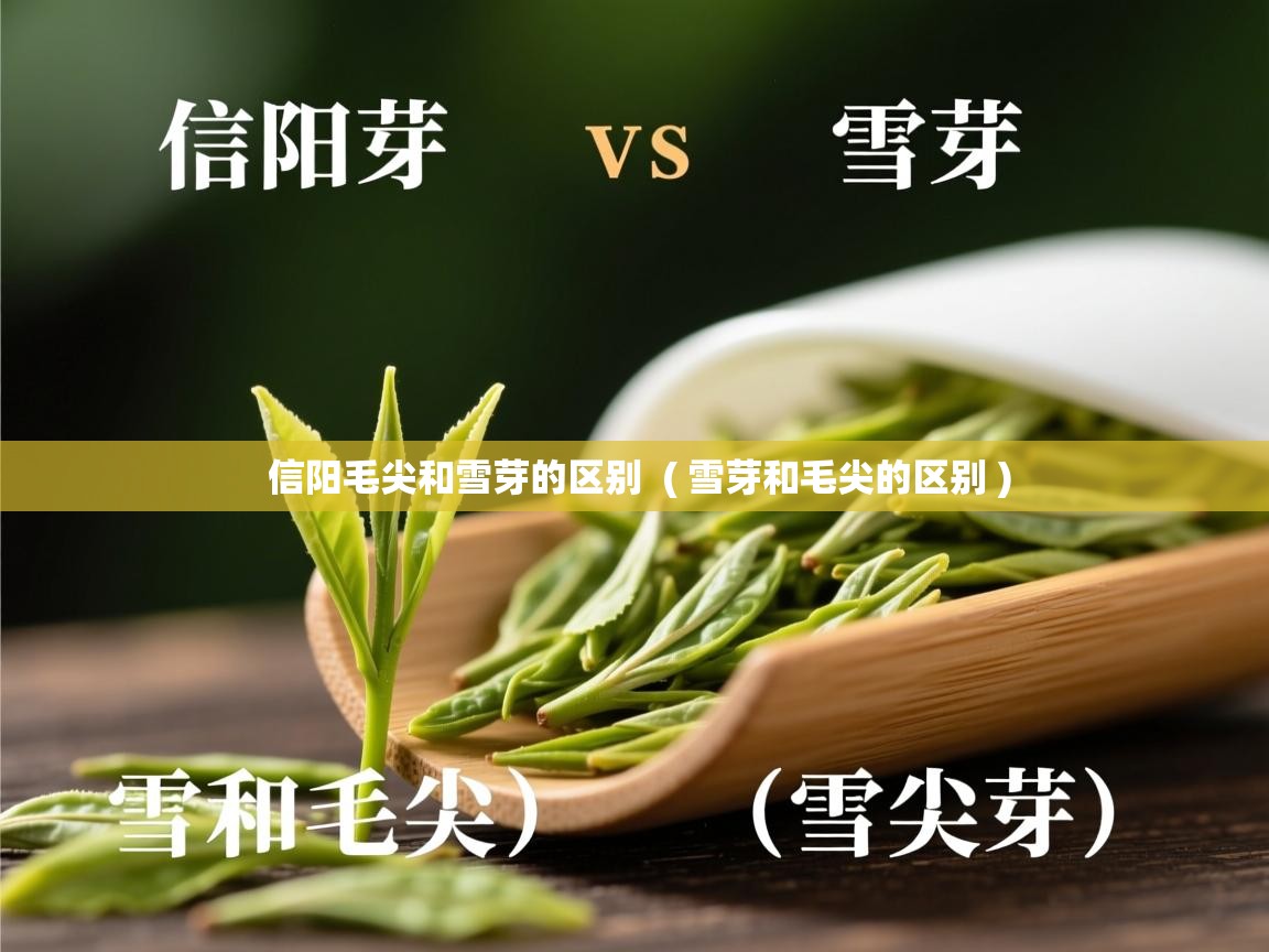 信阳毛尖和雪芽的区别  ( 雪芽和毛尖的区别 )  信阳毛尖和雪芽的区别  ( 雪芽和毛尖的区别 )