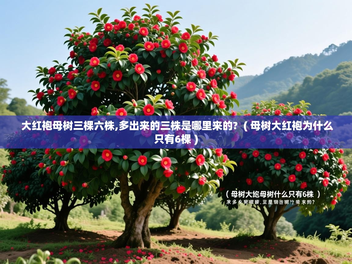 详细阅读: 大红袍母树三棵六株,多出来的三株是哪里来的?  ( 母树大红袍为什么只有6棵 )  大红袍母树三棵六株,多出来的三株是哪里来的?  ( 母树大红袍为什么只有6棵 )