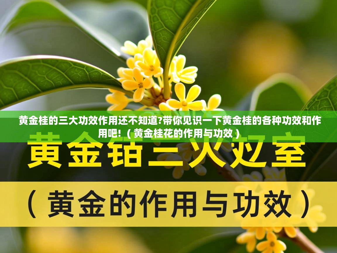  黄金桂的三大功效作用还不知道?带你见识一下黄金桂的各种功效和作用吧!  ( 黄金桂花的作用与功效 )