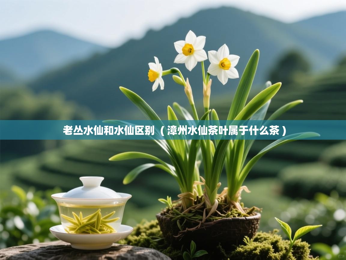 详细阅读: 老丛水仙和水仙区别  ( 漳州水仙茶叶属于什么茶 )  老丛水仙和水仙区别  ( 漳州水仙茶叶属于什么茶 )