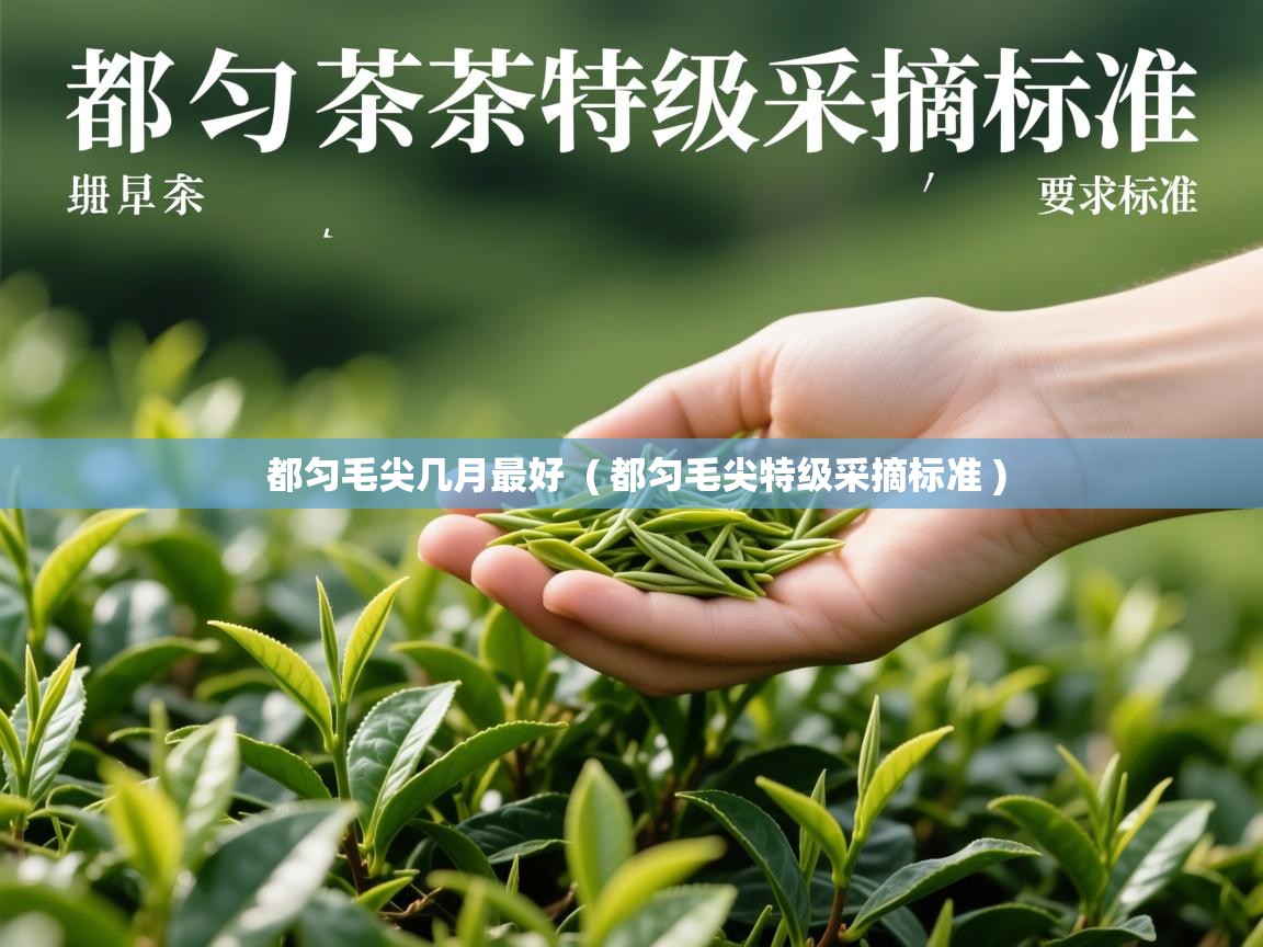  都匀毛尖几月最好  ( 都匀毛尖特级采摘标准 )