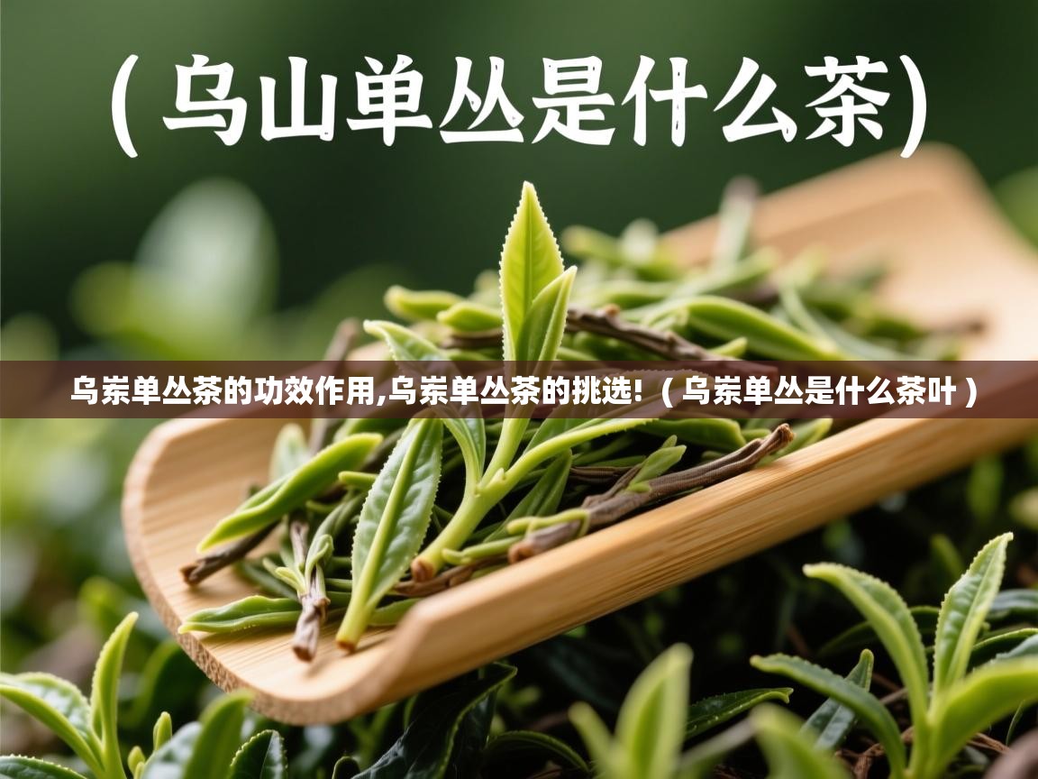  乌岽单丛茶的功效作用,乌岽单丛茶的挑选!  ( 乌岽单丛是什么茶叶 )